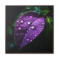 One Purple Leaf with Dew Drops Framed Canvas