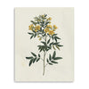 Singular Yellow Blossom Branch Unframed Print Wall Art